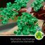 LEGO Botanicals Bonsai Baum Set für Erwachsene - Pflanzen Home Deko Set - DIY Projekt und entspannende kreative Aktivität - Geschenkidee für Frauen und Männer - Botanik Kollektion 10281