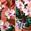 LEGO Botanicals Orchidee - Künstliche Pflanzen Set mit weißen und rosa Blumen - Modellbausatz für Erwachsene - Home und Zimmer-Deko - Botanik Kollektion - Geschenke für Frauen und Männer 10311