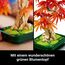 LEGO Botanicals Japanischer Roter Ahorn - Bonsai-Baum - Kunstpflanzen Set mit roten und orangefarbenen Blättern sowie einem baubaren Blumentopf - Kunstblumen DIY Deko Geschenk für Erwachsene - 10348
