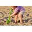 Hape Starke Schaufel, Länge 40cm, Grün - Robuste Sandschaufel für Strand, Sandkasten und Garten, Outdoor Buddelspielzeug für Kleinkinder, Sandspielzeug für Kinder ab 18 Monaten