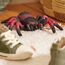 TERRA by Battat - Vogelspinne - Spielzeug-Spinne - Ferngesteuertes Spielzeug - Vogelspinne Spielzeug - Insekten - 6 Jahre +