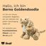 Steiff Soft Cuddly Friends Berno Goldendoodle 26 cm, Kuscheltier für Kleinkinder & Kinder, weich und kuschelig, waschmaschinenfest, Beige