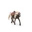 SCHLEICH Horse Club 42469 Rocky Mountain Horse Show Stute Pferde Spielset - Mit Realistischen Details und Zubehör, Pferde Spielzeug Set für Jungen und Mädchen ab 5 Jahren