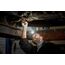 Osram LEDinspect® HEADTORCH 250 - Inspektionsleuchte