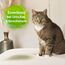 Bactador Enzymreiniger Katzenurin Spray 500ml - Katzenurin Entferner, Mikrobiologischer Geruchsneutralisierer, Katzentoiletten Geruchsentferner, Porentiefe Reinigung in der Tierumgebung