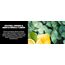 California Scents MINI AMBIENTADOR VENT AXE ICE CHILL