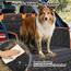 JOEJOY Kofferraumschutz Hund mit Seiten- und Ladeschwellenschutz, Universal Kofferraum Schutzmatte Wasserdicht Kratzfest - Pflegeleicht Hundedecke Auto Kofferraum (Packung mit 2)