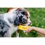 JosiDog Mini (900g) | Hundefutter für kleine Rassen | Premium Trockenfutter für ausgewachsene Hunde | powered by JOSERA | 1er Pack