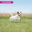 Eukanuba Hundefutter mit frischem Huhn für kleine Rassen, Premium Trockenfutter für ausgewachsene Hunde, 3 kg