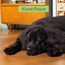 Edgard & Cooper Hundefutter, Trockenfutter für Hunde, (Lamm, 2.5kg), Getreidefrei, natürliche Zutaten und frisches Fleisch, voller essentieller Aminosäuren