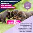 Eukanuba Welpenfutter mit frischem Huhn für kleine Rassen, Premium Trockenfutter für Junior Hunde, 3 kg
