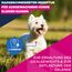 Eukanuba Hundefutter Trocken mit frischem Huhn für kleine Rassen, Premium Trockenfutter für reife Hunde, 7,5 kg