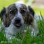 Sammy´s Zahnstengel | Kauriegel Snack für Hunde | Zur aktiven Unterstützung der Zahnpflege |ohne Zuckerzusatz| Natürlich| Fettarm|