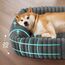 BEDSURE waschbares Hundebett für große Hunde - 91x68x20cm weicher orthopädischer Hundekorb mit bequemem Fleece-Bezug, rutschfestes Hundebett mit hohem Rand in grau