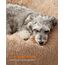 Feandrea Hundebett flauschig, Katzenbett, Donut Kissen, waschbar, Polsterung in der Mitte herausnehmbar, Langer Plüsch, 70 cm Durchmesser, Kamelbraun PGW039K01