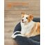 Feandrea Hundebett flauschig, Katzenbett, Donut Kissen, waschbar, Polsterung in der Mitte herausnehmbar, Langer Plüsch, 90 cm Durchmesser, dunkelgrau PGW041G02