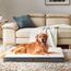 EHEYCIGA Orthopädisches Hundebett Grosse Hunde XL 104x68x9cm, Hundekissen Waschbar Flauschig, Hundematte Hundematratze für Kiste, Beige