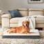 EHEYCIGA Orthopädisches Hundebett XXL Grosse Hunde 120x74x9cm, Hundekissen Waschbar Flauschig, Hundematte Hundematratze für Kiste, Beige
