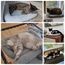 Namsan Katzenbett Hundebett Sanft Katzenkissen Plüsch Wärmematte für Kleinen Hunde/Katze/Hasen, Gray