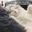 Hundebett Katzenbett Flauschig Rund aus Plüsch - Donut Kuscheliges Hundekissen Hundekorb Waschbar M/L/XL/XXL/3XL für Mittelgroße und Große Hunde, Katzen und Andere Haustiere (3XL-100cm, Dunkelgrau)