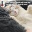Hundebett Katzenbett Flauschig Rund aus Plüsch - Donut Kuscheliges Hundekissen Hundekorb Waschbar S/M/L/XL/XXL für Kleine, Mittelgroße & Große Hunde, Katzen und Andere Haustiere (XL-70cm, Dunkelgrau)