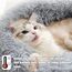 Nepfaivy Hundebett Katzenbett Flauschig Rund aus Plüsch - Donut Kuscheliges Hundekissen Hundekorb Waschbar S/M/L/XL/XXL/XXXL für Kleine, Mittelgroße & Große Hunde und Katzen (3XL-100cm, Hellgrau)