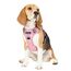 Funfox Hundegeschirr Mittelgroße Hunde [M] - Verstellbares Anti-Zug Brustgeschirr mit Griff & Reflektorstreifen, Atmungsaktives No Pull Hundegeschirr für Grosse/Kleine Hunde Outdoor Rosa