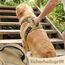 Funfox Hundegeschirr Kleine Hunde - Anti Zug Welpengeschirr mit Griff & Ringreflektoren, Atmungsaktives Verstellbares No Pull Brustgeschirr für Kleine Mittelgroße Hunde Outdoor Braun S