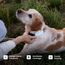 Tractive GPS Tracker Hund | 2025 Edition | Live-Ortung | Weglaufalarm | Aktivitätstracking | Gesundheitswarnungen | Bellverhalten | Empfohlen von Martin Rütter (Braun)