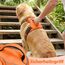 Funfox Hundegeschirr Kleine Hunde [S] - Anti Zug Welpengeschirr mit Griff & Ringreflektoren, Atmungsaktives Verstellbares No Pull Brustgeschirr für Kleine/Mittelgroße Hunde Outdoor Orange