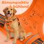Funfox Hundegeschirr Mittelgroße Hunde [M] - Verstellbares Anti-Zug Brustgeschirr mit Griff & Reflektorstreifen, Atmungsaktives No Pull Hundegeschirr für Grosse/Kleine Hunde Outdoor Orange