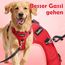 Funfox Hundegeschirr Kleine Hunde [S] - Anti Zug Welpengeschirr mit Griff & Ringreflektoren, Atmungsaktives Verstellbares No Pull Brustgeschirr für Kleine/Mittelgroße Hunde Outdoor Rot