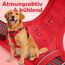 Funfox Hundegeschirr Kleine Hunde [S] - Anti Zug Welpengeschirr mit Griff & Ringreflektoren, Atmungsaktives Verstellbares No Pull Brustgeschirr für Kleine/Mittelgroße Hunde Outdoor Rot