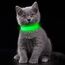 YFbrite Leuchtende Hundehalsbänder, USB-aufladbares LED-Hundehalsband, verstellbares LED-Katzenhalsband, langlebiges Blinkhalsband für Katzen, Welpen, kleine, mittelgroße und große Hunde (Grün, XS)
