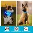 KOSKILL Leuchthalsband Hund Wiederaufladbare USB LED Hundehalsband Wasserdichtes Leuchtendes Hunde Halsband Einstellbare Super Helle für Kleine Mittlere Große Hunde (Blau, S)