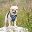 rabbitgoo Hundegeschirr Mittelgroße Hunde, Anti Zug Geschirr mit Kontrolle, No Pull Verstellbar Hundegeschirr Grosse Hunde, Atmungsaktiv Reflexstreifen Brustgeschirr Sichere，Blauer Stern，XS