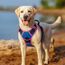 rabbitgoo Hundegeschirr Grosse Hunde, Anti Zug Geschirr mit Kontrolle, No Pull Verstellbar Hundegeschirr Mittelgroße Hunde, Atmungsaktiv Reflexstreifen Brustgeschirr Sichere Führung, Blau & Rosarot, L