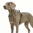 Funfox Hundegeschirr Grosse Hunde [XL] - Verstellbares Anti-Zug Brustgeschirr mit Griff & Reflektorstreifen, Atmungsaktives No Pull Hundegeschirr für Grosse/Mittelgroße Hunde Outdoor Tarnbraun