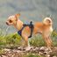rabbitgoo Hundegeschirr Kleine Hunde, Anti Zug Geschirr mit Kontrolle, No Pull Verstellbar Hundegeschirr Grosse Hunde, Atmungsaktiv Reflexstreifen Brustgeschirr Sichere Führung Blau XS