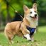 rabbitgoo Hundegeschirr Mittelgroße Hunde Anti Zug Geschirr Hund mit Kontrolle No Pull Verstellbar Hundegeschirr Grosse Hunde Atmungsaktiv Reflexstreifen Brustgeschirr Hund Sichere Führung Blau M