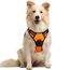rabbitgoo Hundegeschirr Mittelgroße Hunde Anti Zug Geschirr Hund mit Kontrolle No Pull Verstellbar Hundegeschirr Grosse Hunde Atmungsaktiv Reflexstreifen Brustgeschirr Hund Sichere Führung Orange M