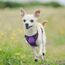 rabbitgoo Hundegeschirr Kleine Hunde, Anti Zug Geschirr mit Kontrolle, No Pull Verstellbar Hundegeschirr Grosse Hunde, Atmungsaktiv Reflexstreifen Brustgeschirr Sichere Führung Lila XS