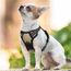 rabbitgoo Hundegeschirr Kleine Hunde, Anti Zug Geschirr mit Kontrolle, No Pull Verstellbar Hundegeschirr Grosse Hunde, Atmungsaktiv Reflexstreifen Brustgeschirr Sichere Führung Kaki XS
