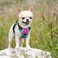 rabbitgoo Hundegeschirr Mittelgroße Hunde, Anti Zug Geschirr mit Kontrolle, No Pull Verstellbar Hundegeschirr Grosse Hunde, Atmungsaktiv Reflexstreifen Brustgeschirr Sichere，Rosarot & Mint Grün，XS