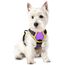 rabbitgoo Hundegeschirr Kleine Hunde Anti Zug Geschirr Hund mit Kontrolle No Pull Verstellbar Hundegeschirr Grosse Hunde Atmungsaktiv Reflexstreifen Brustgeschirr Hund Sichere Führung Lila+Gelb XS