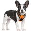 rabbitgoo Hundegeschirr Mittelgroße Hunde Anti Zug Geschirr Hund mit Kontrolle No Pull Verstellbar Hundegeschirr Grosse Hunde Atmungsaktiv Reflexstreifen Brustgeschirr Hund Sichere Führung Orange S