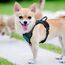 rabbitgoo Hundegeschirr Kleine Hunde, Anti Zug Geschirr mit Kontrolle, No Pull Verstellbar Hundegeschirr Grosse Hunde, Atmungsaktiv Reflexstreifen Brustgeschirr Sichere Führung Dunkelgrün XS