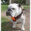 rabbitgoo Hundegeschirr Grosse Hunde, Anti Zug Geschirr mit Kontrolle, No Pull Verstellbar Hundegeschirr Mittelgroße Hunde, Atmungsaktiv Reflexstreifen Brustgeschirr Sichere Führung, Orange, L