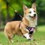 rabbitgoo Hundegeschirr Mittelgroße Hunde, Anti Zug Geschirr mit Kontrolle, No Pull Verstellbar Hundegeschirr Grosse Hunde, Atmungsaktiv Reflexstreifen Brustgeschirr Sichere Führung Rosa M