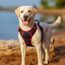 rabbitgoo Hundegeschirr Grosse Hunde, Anti Zug Geschirr mit Kontrolle, No Pull Verstellbar Hundegeschirr Mittelgroße Hunde, Atmungsaktiv Reflexstreifen Brustgeschirr Sichere Führung, Schwarz & Rot, XL